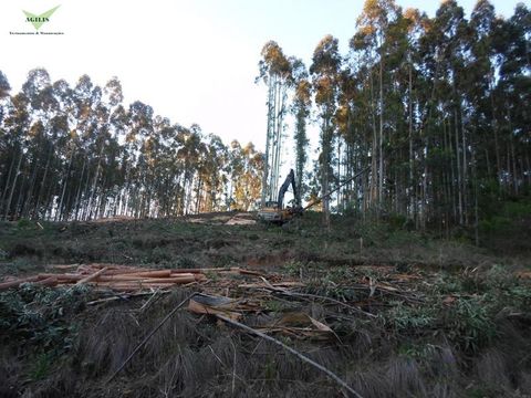 Treinamento Forwader e Harvester 