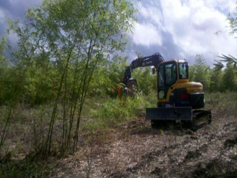 Treinamento de Feller Buncher